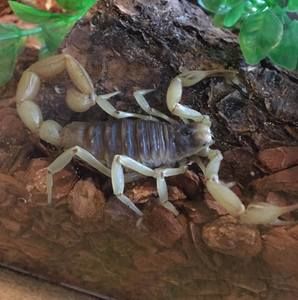 Meet your Posher, Justin